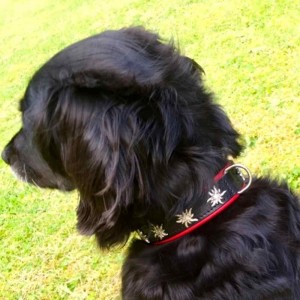 Hundehalsband rot- schwarz mit kleinen Edelweiss am schwarzen Hund